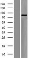 ZFP219 / ZNF219 Protein - Western validation with an anti-DDK antibody * L: Control HEK293 lysate R: Over-expression lysate