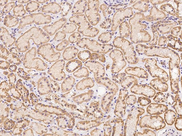 ZFP28 Antibody - Immunochemical staining of human ZFP28 in human kidney with rabbit polyclonal antibody at 1:500 dilution, formalin-fixed paraffin embedded sections.