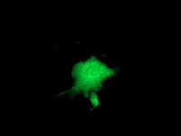 ZFP36 / Tristetraprolin Antibody - Anti-ZFP36 mouse monoclonal antibody  immunofluorescent staining of COS7 cells transiently transfected by pCMV6-ENTRY ZFP36.