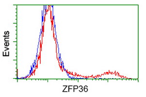 ZFP36 / Tristetraprolin Antibody - HEK293T cells transfected with either overexpress plasmid (Red) or empty vector control plasmid (Blue) were immunostained by anti-ZFP36 antibody, and then analyzed by flow cytometry.