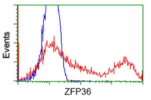 ZFP36 / Tristetraprolin Antibody - HEK293T cells transfected with either overexpress plasmid (Red) or empty vector control plasmid (Blue) were immunostained by anti-ZFP36 antibody, and then analyzed by flow cytometry.