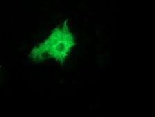 ZFP36 / Tristetraprolin Antibody - Anti-ZFP36 mouse monoclonal antibody immunofluorescent staining of COS7 cells transiently transfected by pCMV6-ENTRY ZFP36.