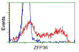 ZFP36 / Tristetraprolin Antibody - HEK293T cells transfected with either pCMV6-ENTRY ZFP36 (Red) or empty vector control plasmid (Blue) were immunostained with anti-ZFP36 mouse monoclonal, and then analyzed by flow cytometry.
