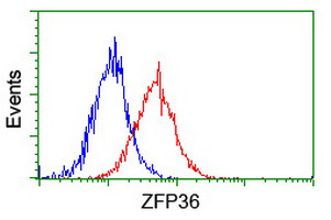 ZFP36 / Tristetraprolin Antibody - Flow cytometry of HeLa cells, using anti-ZFP36 antibody (Red), compared to a nonspecific negative control antibody (Blue).