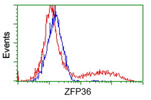 ZFP36 / Tristetraprolin Antibody - HEK293T cells transfected with eitheroverexpress plasmid(Red) or empty vector control plasmid(Blue) were immunostained by anti-ZFP36 antibody, and then analyzed by flow cytometry.