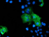 ZFP36 / Tristetraprolin Antibody - Anti-ZFP36 mouse monoclonal antibody  immunofluorescent staining of COS7 cells transiently transfected by pCMV6-ENTRY ZFP36.