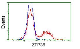 ZFP36 / Tristetraprolin Antibody - HEK293T cells transfected with either pCMV6-ENTRY ZFP36 (Red) or empty vector control plasmid (Blue) were immunostained with anti-ZFP36 mouse monoclonal(Dilution 1:1,000), and then analyzed by flow cytometry.
