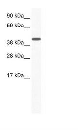 ZFP36L1 Antibody - Placenta Lysate.  This image was taken for the unconjugated form of this product. Other forms have not been tested.