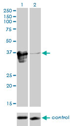ZFP36L1 Antibody - Western blot analysis of ZFP36L1 over-expressed 293 cell line, cotransfected with ZFP36L1 Validated Chimera RNAi (Lane 2) or non-transfected control (Lane 1). Blot probed with ZFP36L1 monoclonal antibody (M02), clone 1A3 . GAPDH ( 36.1 kDa ) used as specificity and loading control.