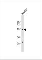 ZFP36L2 Antibody - Anti-ZFP36L2 Antibody at 1:1000 dilution + HepG2 whole cell lysate Lysates/proteins at 20 ug per lane. Secondary Goat Anti-Rabbit IgG, (H+L), Peroxidase conjugated at 1:10000 dilution. Predicted band size: 51 kDa. Blocking/Dilution buffer: 5% NFDM/TBST.