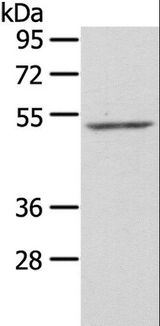 ZFP36L2 Antibody - Western blot analysis of NIH/3T3 cell, using ZFP36L2 Polyclonal Antibody at dilution of 1:550.