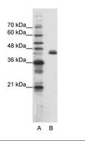 ZFP36L2 Antibody - A: Marker, B: HepG2 Cell Lysate.  This image was taken for the unconjugated form of this product. Other forms have not been tested.