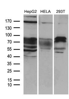 ZFP37 Antibody - Western blot analysis of extracts. (35ug) from 3 different cell lines by using anti-ZFP37 monoclonal antibody. (1:500)