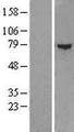 ZFP37 Protein - Western validation with an anti-DDK antibody * L: Control HEK293 lysate R: Over-expression lysate