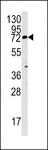 ZFP42 / REX-1 Antibody - Western blot of Rex1 (ZFP42) antibody in mouse lung tissue lysates (35 ug/lane). Rex1 (arrow) was detected using the purified antibody.