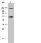 ZFP42 / REX-1 Antibody - Anti-ZFP42 rabbit polyclonal antibody at 1:500 dilution. Lane A: Mouse brain tissue lysate Whole Cell Lysate. Lysates/proteins at 30 ug per lane. Secondary: Goat Anti-Rabbit IgG (H+L)/HRP at 1/10000 dilution. Developed using the ECL technique. Performed under reducing conditions. Predicted band size: 35kDa.