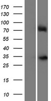 ZFP42 / REX-1 Protein - Western validation with an anti-DDK antibody * L: Control HEK293 lysate R: Over-expression lysate
