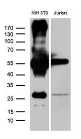 ZFP57 Antibody - Western blot analysis of extracts. (35ug) from 2 different cell lines by using anti-ZFP57 monoclonal antibody. (1:500)
