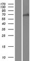 ZFP57 Protein - Western validation with an anti-DDK antibody * L: Control HEK293 lysate R: Over-expression lysate