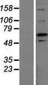 ZFP64 Protein - Western validation with an anti-DDK antibody * L: Control HEK293 lysate R: Over-expression lysate