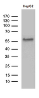 ZFP82 / ZNF545 Antibody - Western blot analysis of extracts. (35ug) from HepG2 cell line by using anti-ZFP82 monoclonal antibody. (1:500)