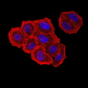 ZFP91 Antibody - Immunofluorescence analysis of Hela cells using ZFP91 mouse mAb. Blue: DRAQ5 fluorescent DNA dye. Red: Actin filaments have been labeled with Alexa Fluor- 555 phalloidin.