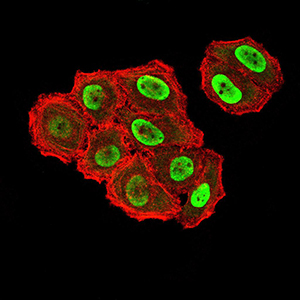 ZFP91 Antibody - Immunofluorescence analysis of Hela cells using ZFP91 mouse mAb (green). Blue: DRAQ5 fluorescent DNA dye. Red: Actin filaments have been labeled with Alexa Fluor- 555 phalloidin. Secondary antibody from Fisher
