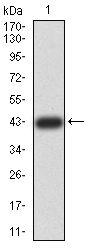 ZFP91 Antibody - Western blot analysis using ZFP91 mAb against human ZFP91 (AA: 162-304) recombinant protein. (Expected MW is 43 kDa)