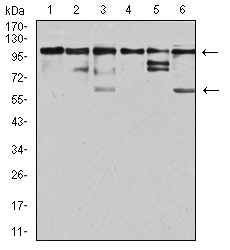 ZFP91 Antibody - Western blot analysis using ZFP91 mouse mAb against Jurkat (1), A431 (2), HepG2 (3), HEK293 (4), A549 (5), and PC-3 (6) cell lysate.