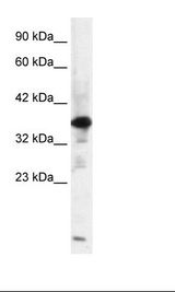 ZFPL1 Antibody - HepG2 Cell Lysate.  This image was taken for the unconjugated form of this product. Other forms have not been tested.