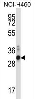 ZFPL1 Antibody - ZFPL1 Antibody western blot of NCI-H460 cell line lysates (35 ug/lane). The ZFPL1 antibody detected the ZFPL1 protein (arrow).
