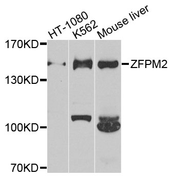 ZFPM2 / FOG2 Antibody - Western blot analysis of extracts of various cells.