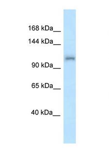ZFR Antibody - ZFR antibody Western blot of Mouse Liver lysate. Antibody concentration 1 ug/ml.  This image was taken for the unconjugated form of this product. Other forms have not been tested.