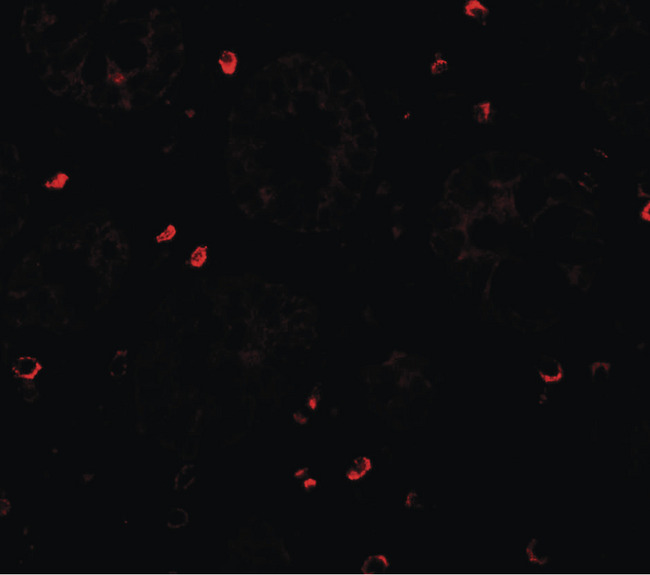 ZFX Antibody - Immunofluorescence of ZFX in human small intestine tissue with ZFX antibody at 20 ug/ml.
