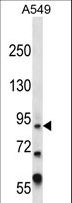 ZFY Antibody - ZFY Antibody western blot of A549 cell line lysates (35 ug/lane). The ZFY antibody detected the ZFY protein (arrow).