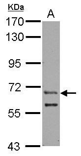 ZFY Antibody - Sample (30 ug of whole cell lysate) A: 293T 7.5% SDS PAGE ZFY antibody diluted at 1:3000