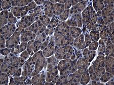 ZFYVE1 / DFCP1 Antibody - Immunohistochemical staining of paraffin-embedded Human pancreas tissue within the normal limits using anti-ZFYVE1 mouse monoclonal antibody. (Heat-induced epitope retrieval by 1mM EDTA in 10mM Tris buffer. (pH8.5) at 120°C for 3 min. (1:500)
