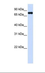 ZFYVE1 / DFCP1 Antibody - 293T cell lysate. Antibody concentration: 1.0 ug/ml. Gel concentration: 12%.  This image was taken for the unconjugated form of this product. Other forms have not been tested.