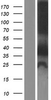 ZFYVE1 / DFCP1 Protein - Western validation with an anti-DDK antibody * L: Control HEK293 lysate R: Over-expression lysate