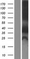 ZFYVE1 / DFCP1 Protein - Western validation with an anti-DDK antibody * L: Control HEK293 lysate R: Over-expression lysate