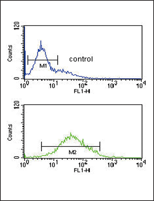 ZFYVE16 Antibody - ZFYVE16 Antibody flow cytometry of K562 cells (bottom histogram) compared to a negative control cell (top histogram). FITC-conjugated goat-anti-rabbit secondary antibodies were used for the analysis.