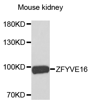 ZFYVE16 Antibody - Western blot analysis of extracts of mouse kidney.
