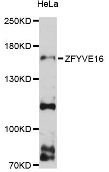 ZFYVE16 Antibody - Western blot analysis of extracts of HeLa cells, using ZFYVE16 antibody at 1:3000 dilution. The secondary antibody used was an HRP Goat Anti-Rabbit IgG (H+L) at 1:10000 dilution. Lysates were loaded 25ug per lane and 3% nonfat dry milk in TBST was used for blocking. An ECL Kit was used for detection and the exposure time was 90s.