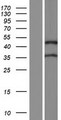 ZFYVE27 / Protrudin Protein - Western validation with an anti-DDK antibody * L: Control HEK293 lysate R: Over-expression lysate