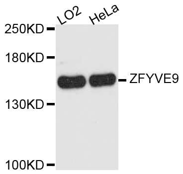 ZFYVE9 / SARA Antibody - Western blot analysis of extracts of various cell lines.