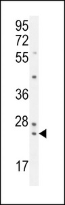ZG16B Antibody - PAUF Antibody (Center) western blot analysis in K562 cell line lysates (35ug/lane).This demonstrates the PAUF antibody detected the PAUF protein (arrow).