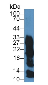 ZG16B Antibody - Western Blot; Sample:Hu Saliva; ;Primary Ab: 0.5µg/ml Rabbit Anti-Human ZG16B Antibody;Second Ab: 0.2µg/mL HRP-Linked Caprine Anti-Rabbit IgG Polyclonal Antibody;