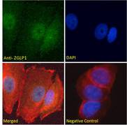 ZGLP1 Antibody - ZGLP1 antibody immunofluorescence analysis of paraformaldehyde fixed MCF7 cells, permeabilized with 0.15% Triton. Primary incubation 1hr (10ug/ml) followed by Alexa Fluor 488 secondary antibody (2ug/ml), showing nuclear and vesicle staining. Actin filaments were stained with phalloidin (red) and The nuclear stain is DAPI (blue). Negative control: Unimmunized goat IgG (10ug/ml) followed by Alexa Fluor 488 secondary antibody (2ug/ml).