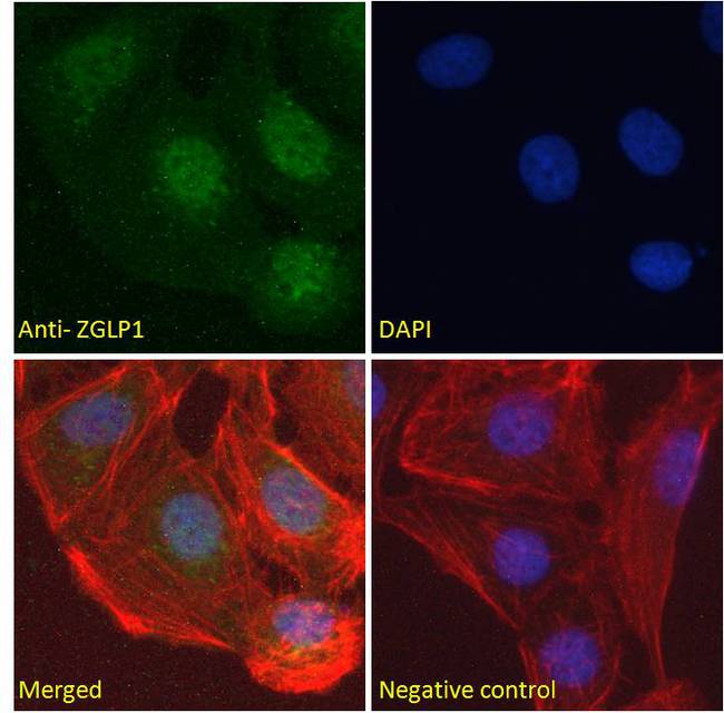 ZGLP1 Antibody - ZGLP1 antibody mmunofluorescence analysis of paraformaldehyde fixed U2OS cells, permeabilized with 0.15% Triton. Primary incubation 1hr (10ug/ml) followed by Alexa Fluor 488 secondary antibody (2ug/ml), showing nuclear staining. Actin filaments were stained with phalloidin (red) and The nuclear stain is DAPI (blue). Negative control: Unimmunized goat IgG (10ug/ml) followed by Alexa Fluor 488 secondary antibody (2ug/ml).