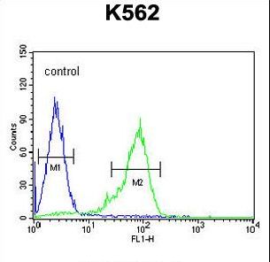 ZGLP1 Antibody - GLP1 Antibody flow cytometry of K562 cells (right histogram) compared to a negative control cell (left histogram). FITC-conjugated goat-anti-rabbit secondary antibodies were used for the analysis.